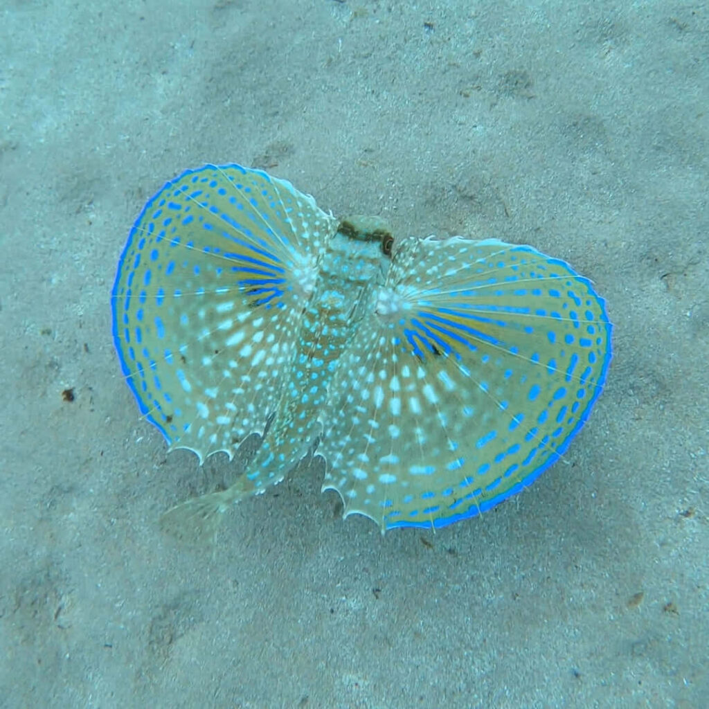 Vibrant Flying Gurnard Wallpaper: Stunning Underwater Fins & Patterns