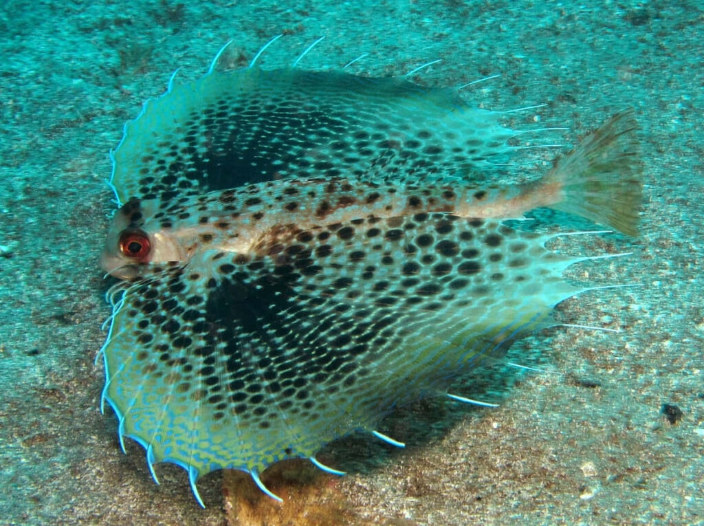 Vibrant Flying Gurnard Wallpaper: Intricate Ocean Floor Patterns