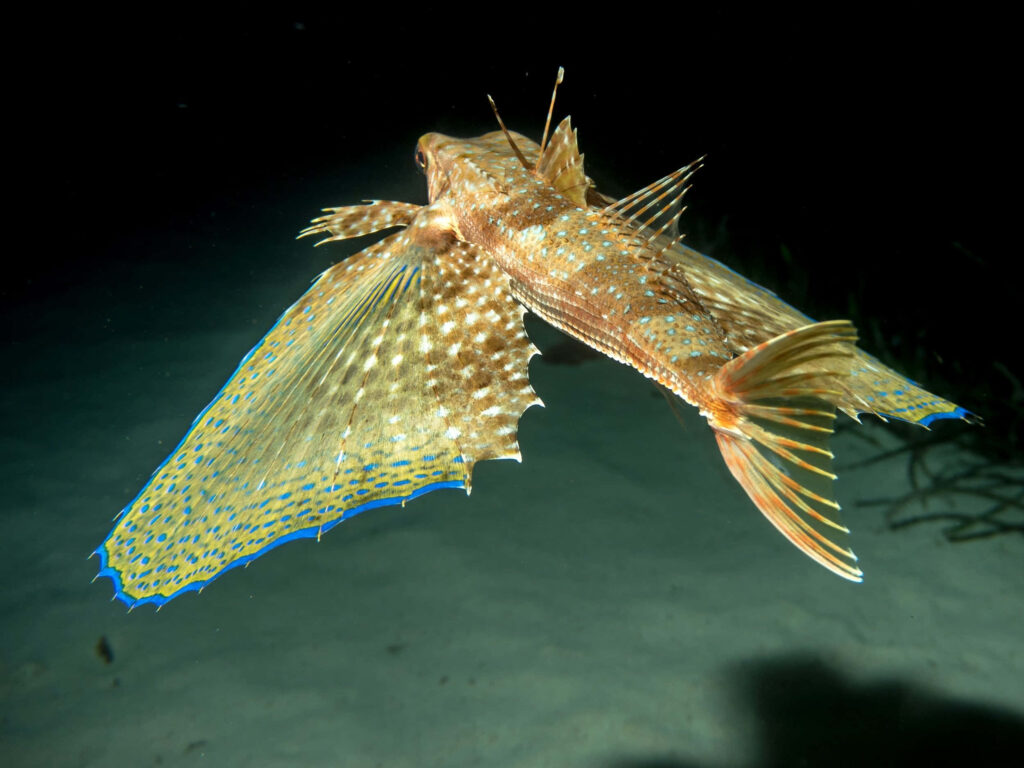 Vibrant Flying Gurnard Wallpaper: Stunning Underwater Background