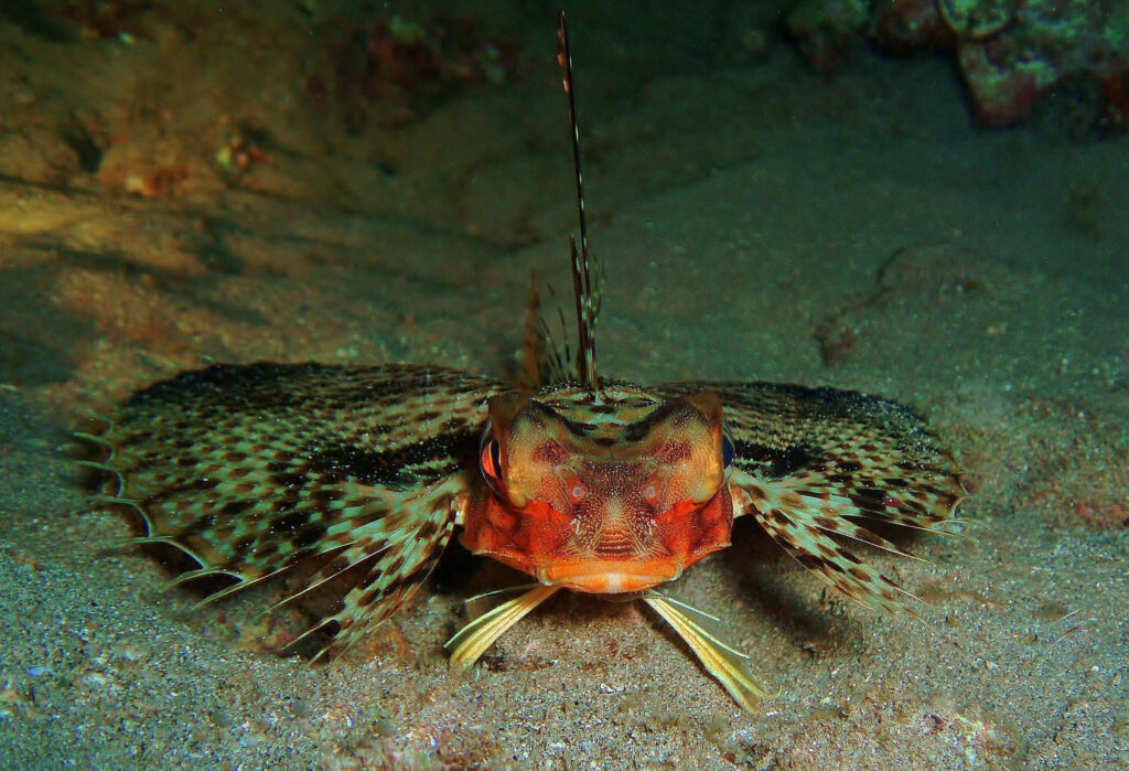 Vibrant Flying Gurnard Wallpaper with Stunning Colorful Fins