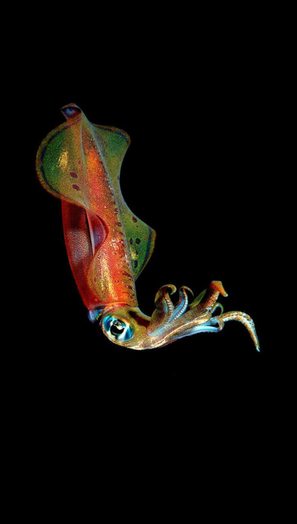 Vibrant Glassy Flying Squid Portrait - Black Background Wallpaper