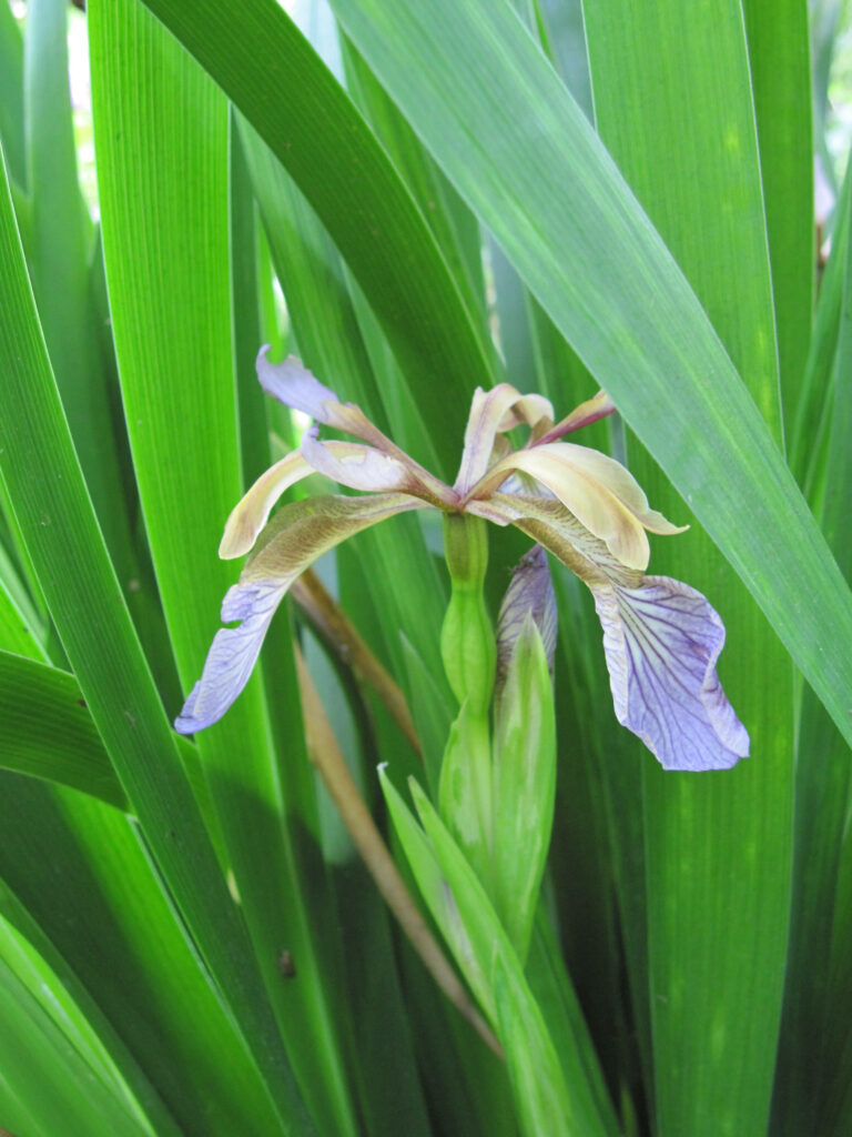 Vibrant Foetidissima Iris Wallpaper: Close-Up Botanical Elegance