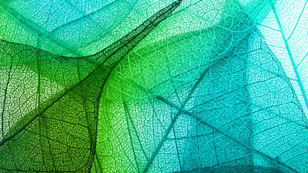 Vibrant Foliage: A Transparent 4K Wallpaper Background Photo of Colorful Leaves