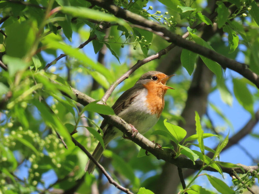 Serene Bird Wallpaper: Happy Chirping in a Lush Green Forest Background