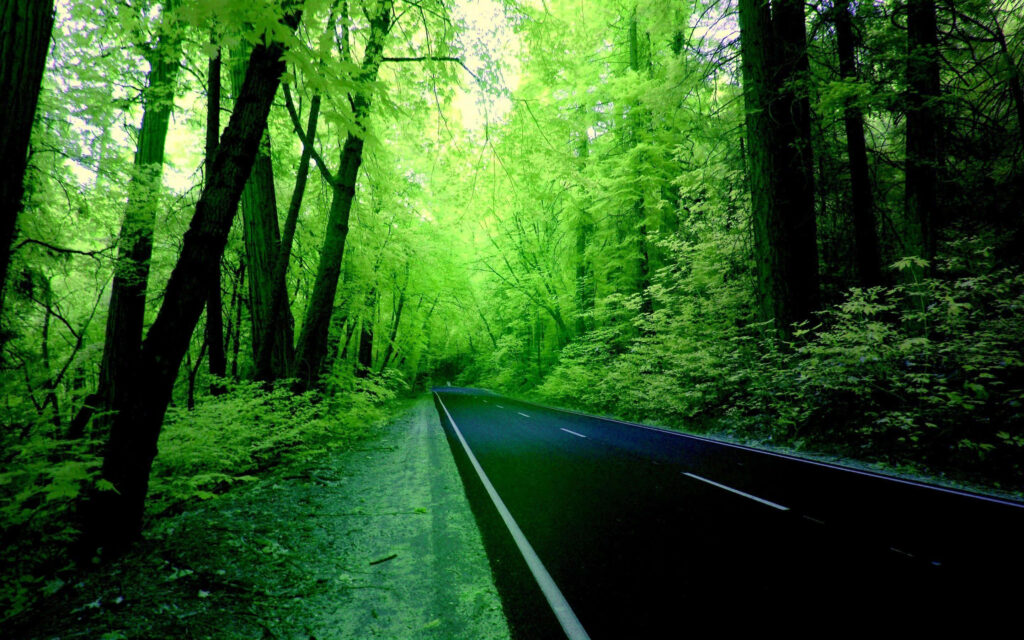 Transform Your Space with Serene Green Forest Road Wallpaper