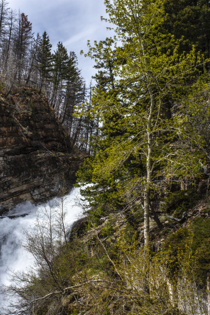 Vibrant forest landscape with lush green trees cascading waterfall and rushing river wallpaper background