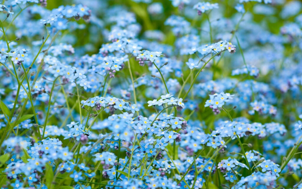 Vibrant Blue Forget-Me-Not Floral Background Wallpaper