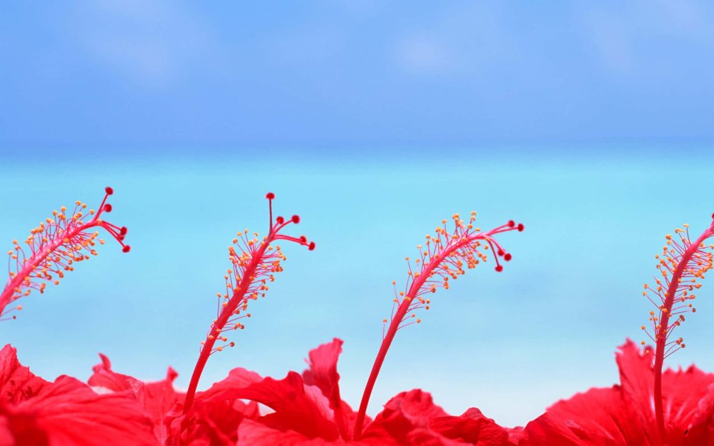 Four vibrant red hibiscus flowers with yellow stamens on a soft blue tropical wallpaper background