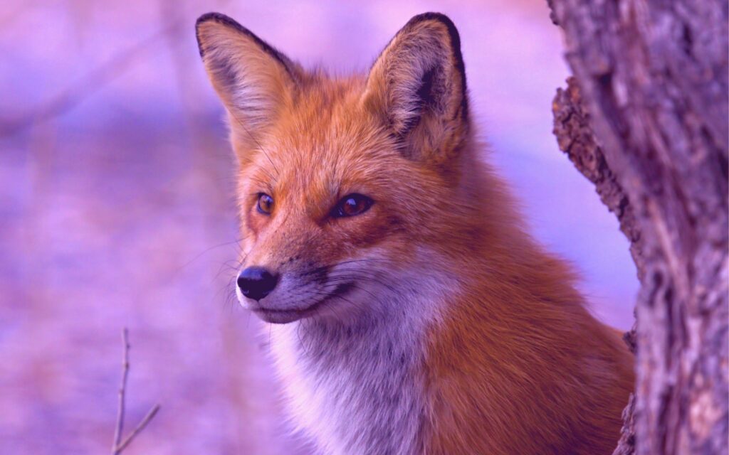 Alert Fox Peering Around Tree - Vibrant Fur Wallpaper
