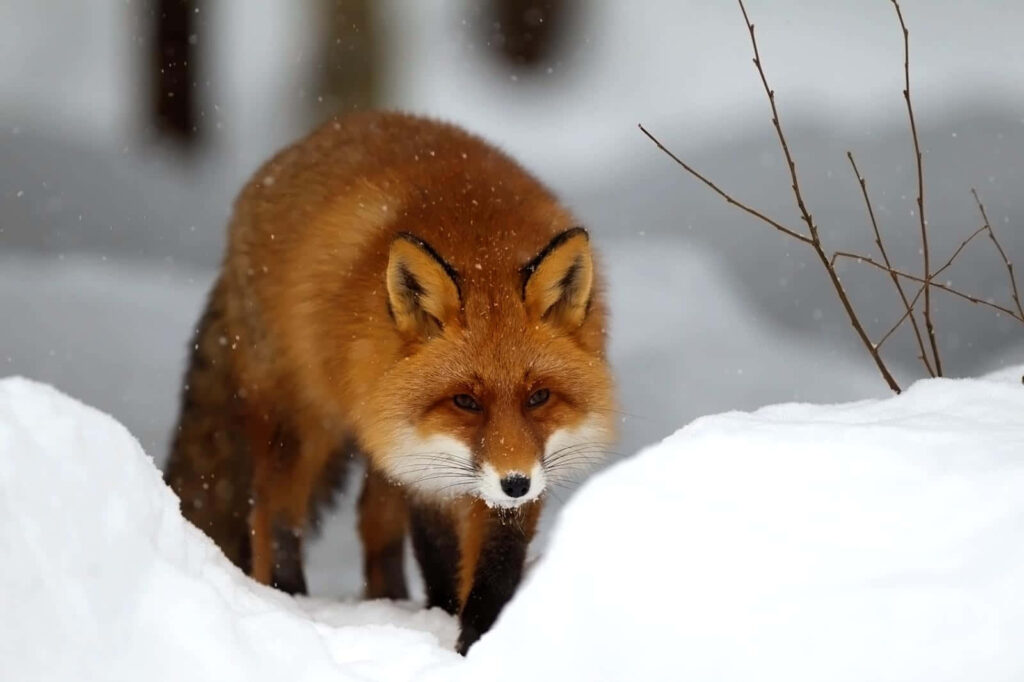 Vibrant Fox in Hunting Posture Amidst Snowy Winter Landscape Wallpaper