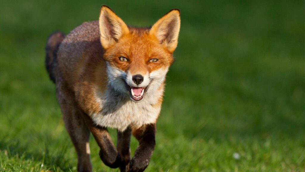 Vibrant Fox Running in Lush Green Meadow - Dynamic 1920x1080 Wallpaper