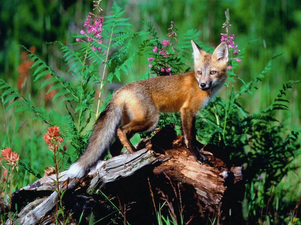 Vibrant Fox on Log in Lush Green Grass - 1600x1200 Wallpaper