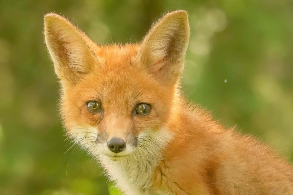 Alert Fox Wallpaper: Bright Eyes in Lush Green Background
