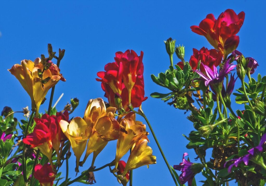 Colorful Freesia Flowers Wallpaper: Brighten Your Space!