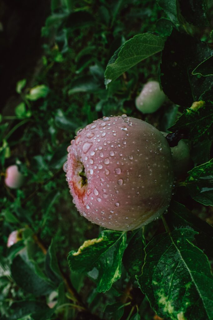 Vibrant Fresh Apple with Water Droplets - Lush Green Wallpaper Background