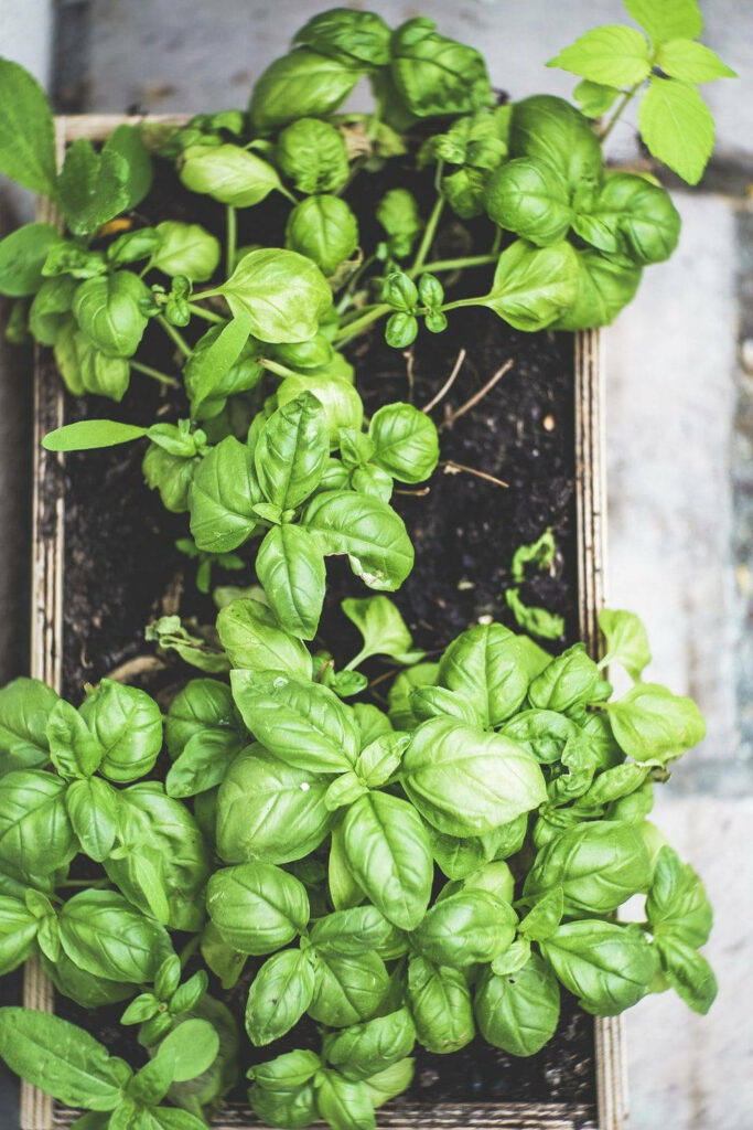 Top view of fresh vibrant basil herbs growing in rustic rectangular planter box wallpaper background