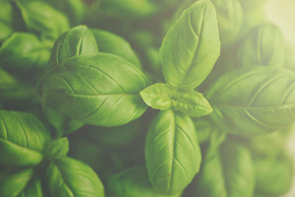 Close-up of fresh vibrant basil leaves with rich green texture and soft filtered light background Wallpaper