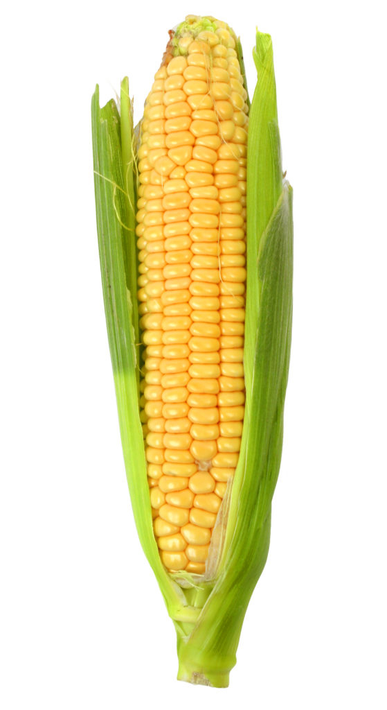 Vibrant Corn Cob Wallpaper: Bright Yellow Kernels & Fresh Green Husk