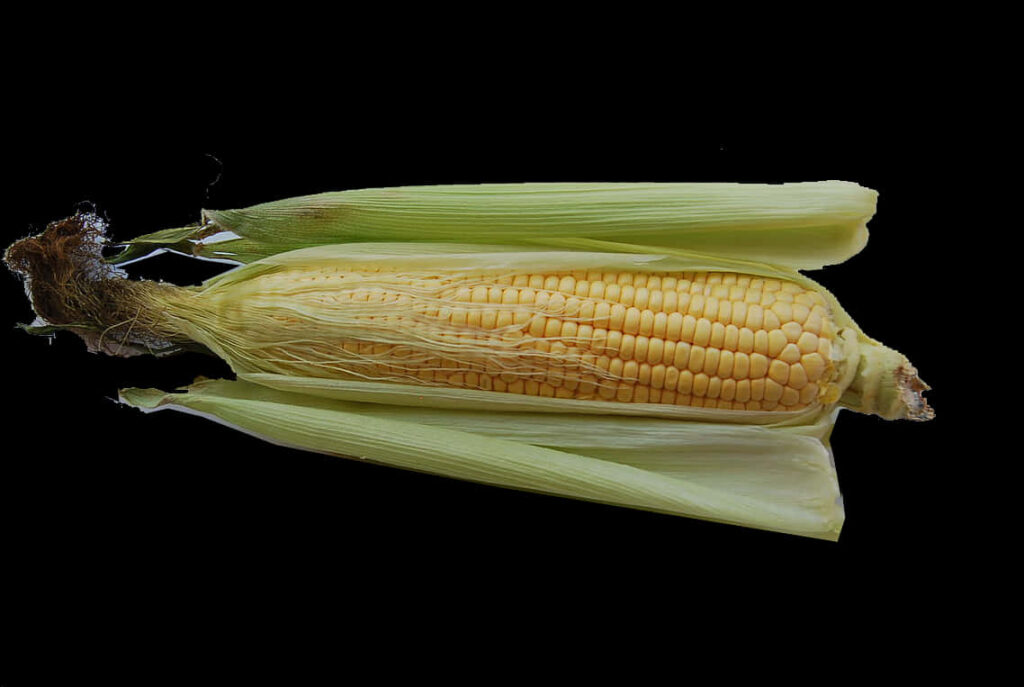 Vibrant Yellow Corn Cob Wallpaper on Black Background