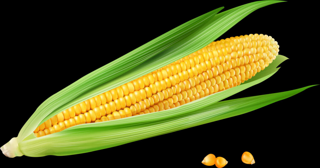 Vibrant Fresh Corn Cob with Yellow Kernels - Organic Wallpaper Background