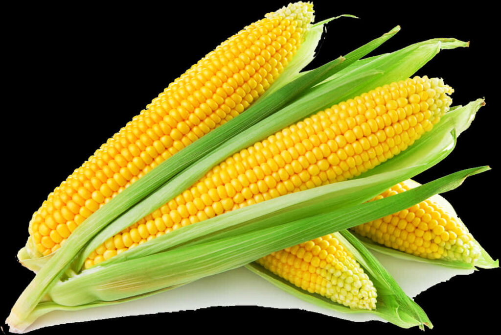 Fresh Corn Cobs on Black Background - Vibrant Yellow & Green Wallpaper
