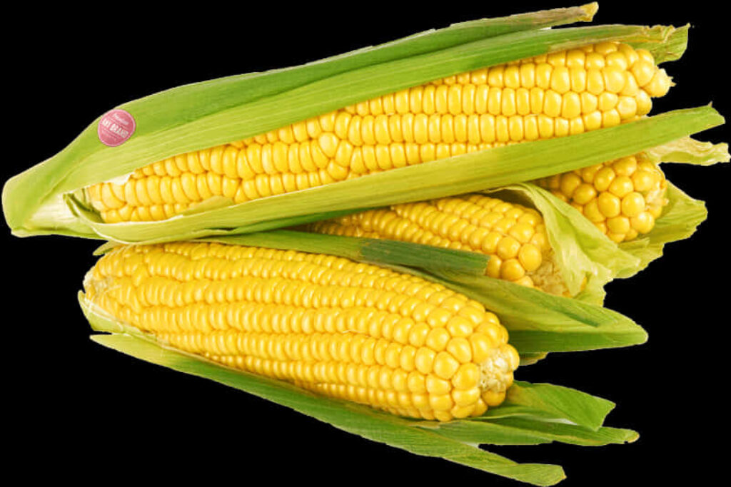 Fresh Corn Cobs PNG Wallpaper: Vibrant & Natural Background Image