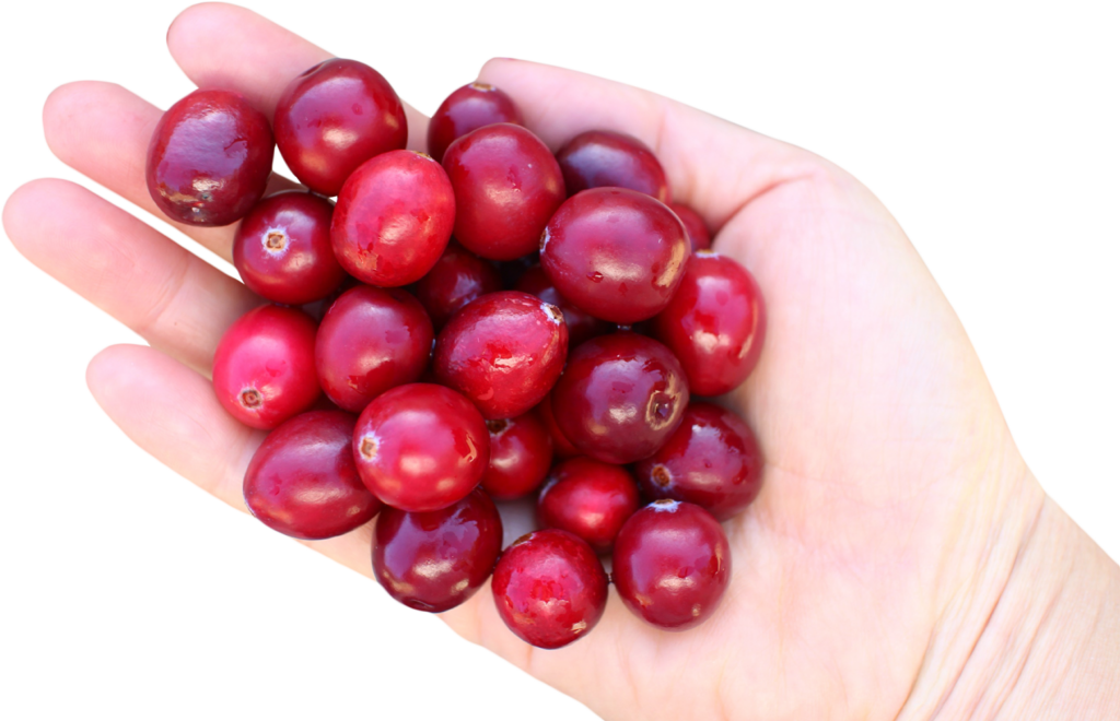 Vibrant Fresh Cranberries in Hand - Rich Red Texture Wallpaper