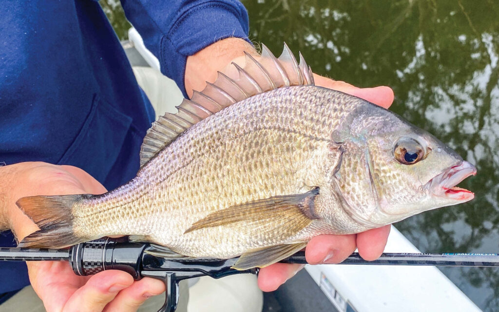 Close-up of vibrant freshwater bream with distinct scales held by angler near rod in river background Wallpaper