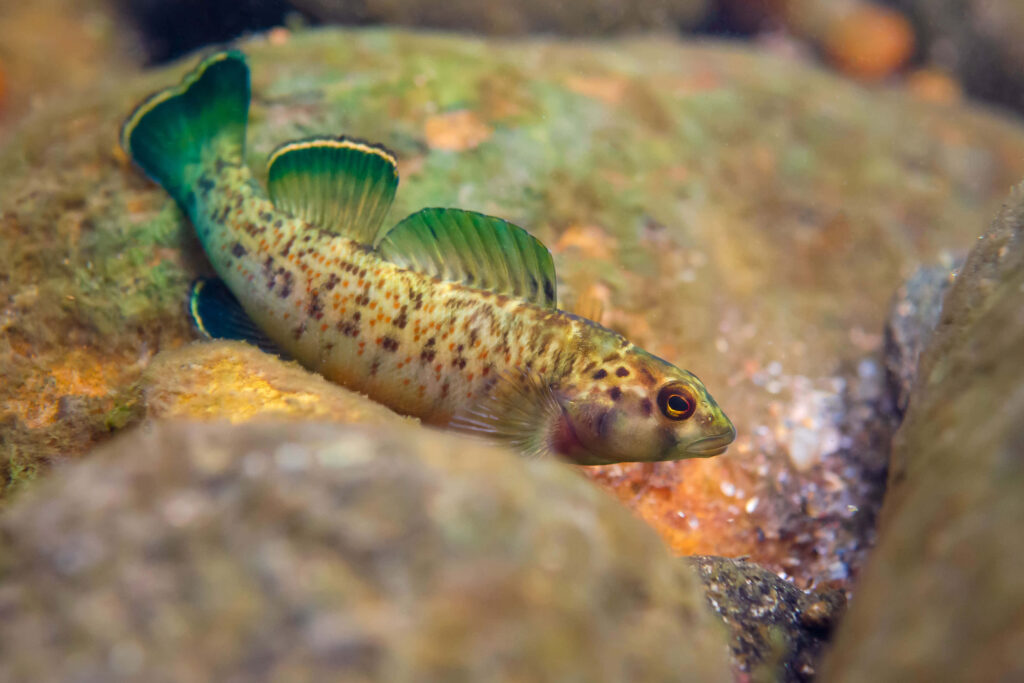 Freshwater darter fish with vivid green fins swimming over smooth river rocks in natural light Wallpaper