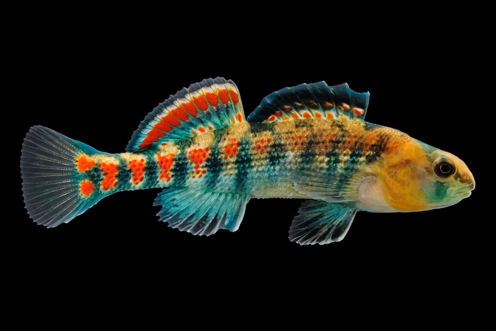 Colorful freshwater darter fish with blue orange yellow patterns on black detailed wallpaper background