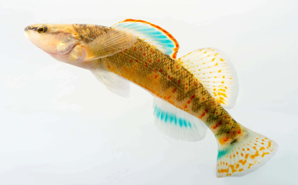 Vibrant freshwater darter fish with orange blue yellow markings on white background wallpaper
