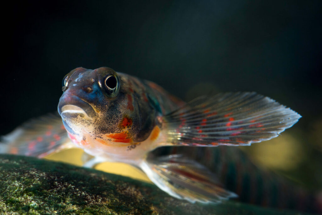Freshwater darter fish with vibrant red blue orange patterns on dark blurred aquatic background Wallpaper
