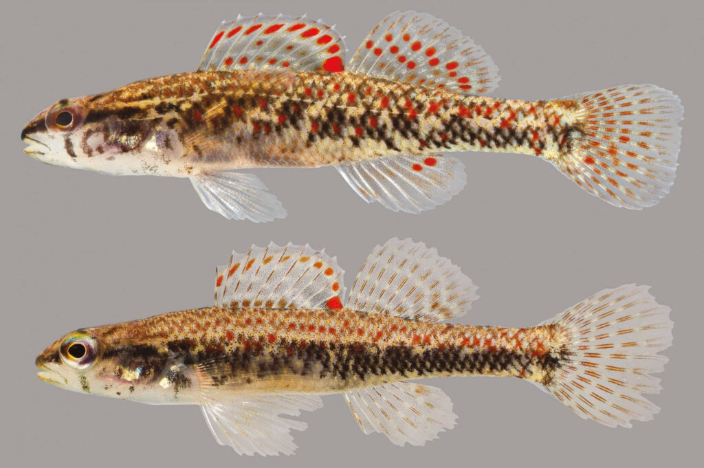 Close-up of colorful freshwater darters with vivid orange red fin spots and intricate patterns wallpaper