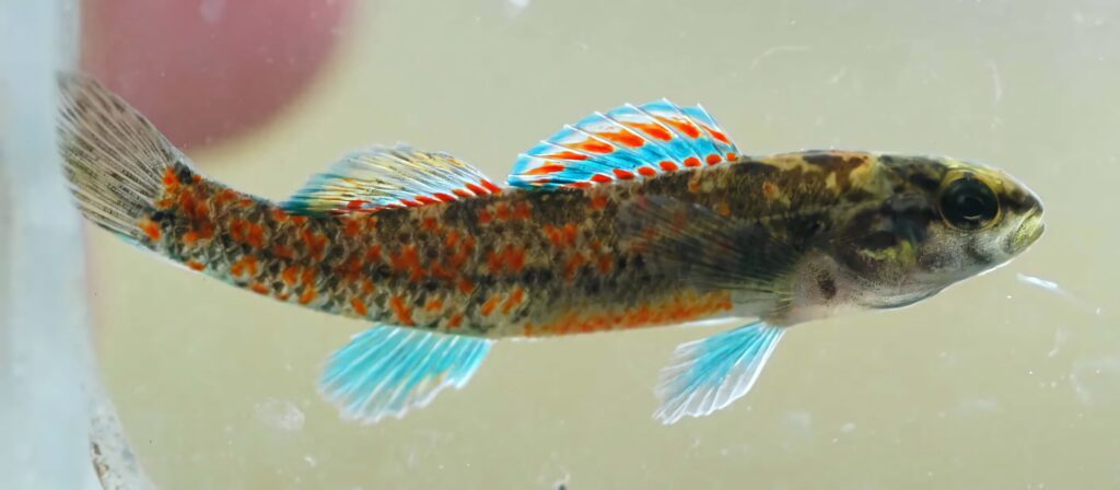 Colorful freshwater darter fish with vibrant orange and blue patterns on soft neutral background Wallpaper
