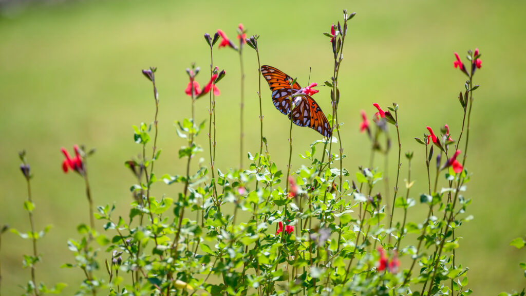 Vibrant Fritillary Butterfly Wallpaper with Blooms & Greenery