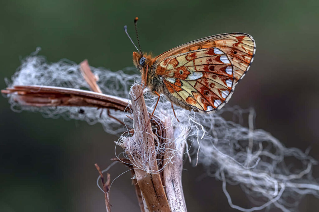 Vibrant Fritillary Butterfly Wallpaper: Intricate Patterns & Warm Hues