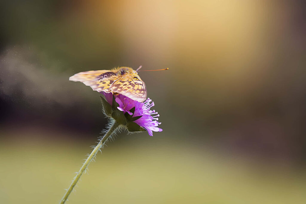 Vibrant Fritillary Butterfly on Purple Bloom - Wallpaper Background