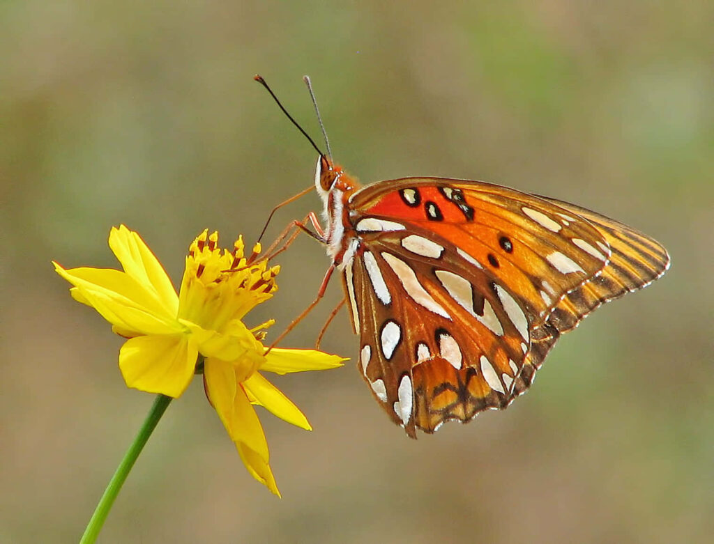 Vibrant Fritillary Butterfly Wallpaper on Bright Yellow Flower