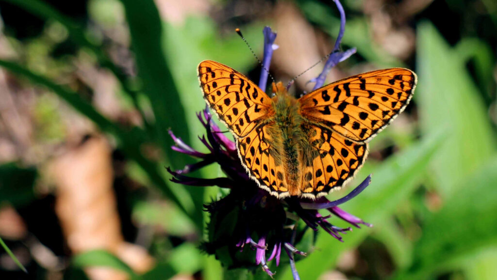 Vibrant Fritillary Butterfly on Purple Flower - Stunning Wallpaper