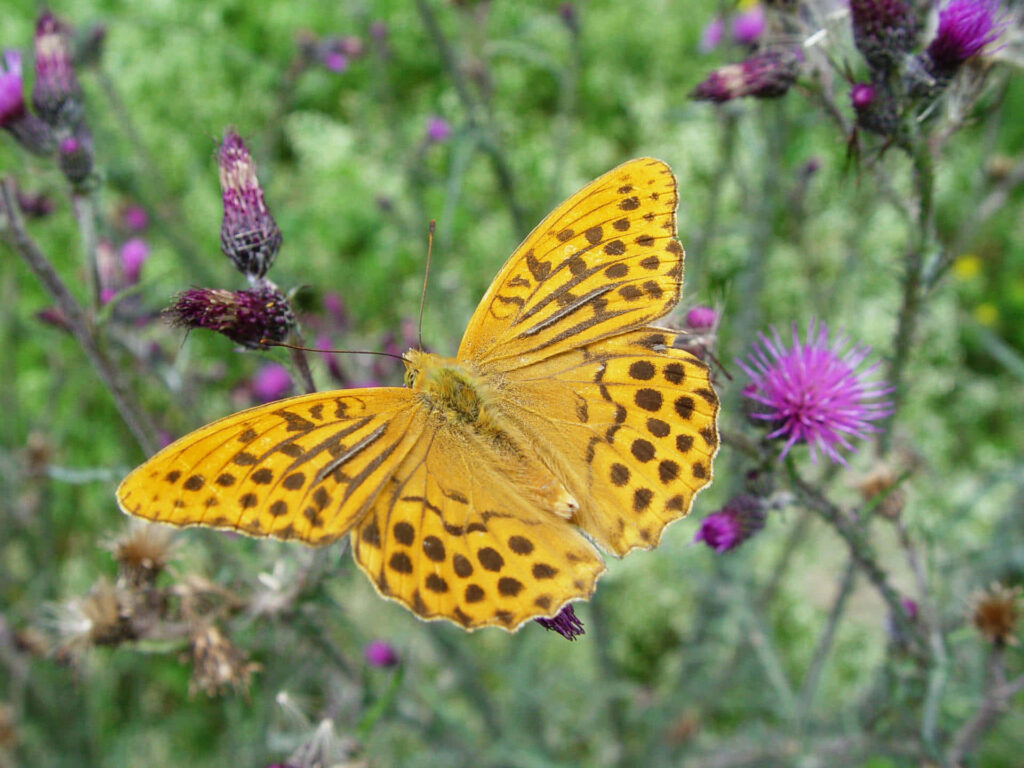 Vibrant Fritillary Butterfly on Thistle Flower - Nature Wallpaper