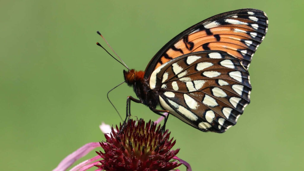 Vibrant Fritillary Butterfly on Colorful Flower Wallpaper Background