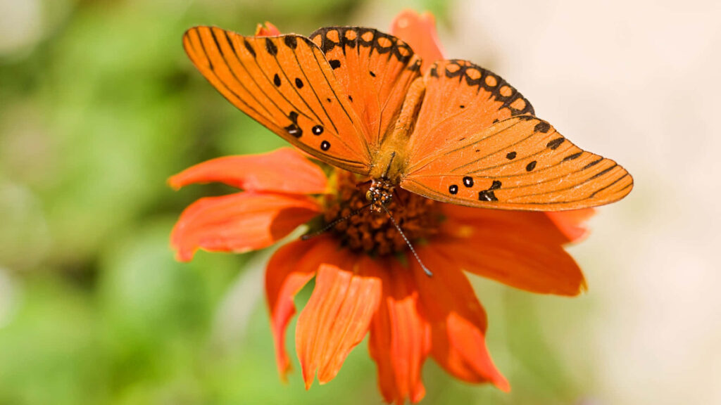 Vibrant Fritillary Butterfly on Orange Flower - Stunning Wallpaper Background