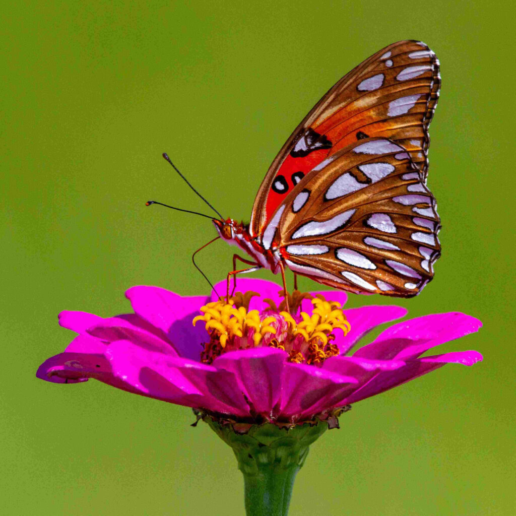 Vibrant Fritillary Butterfly on Pink Flower - Nature Wallpaper