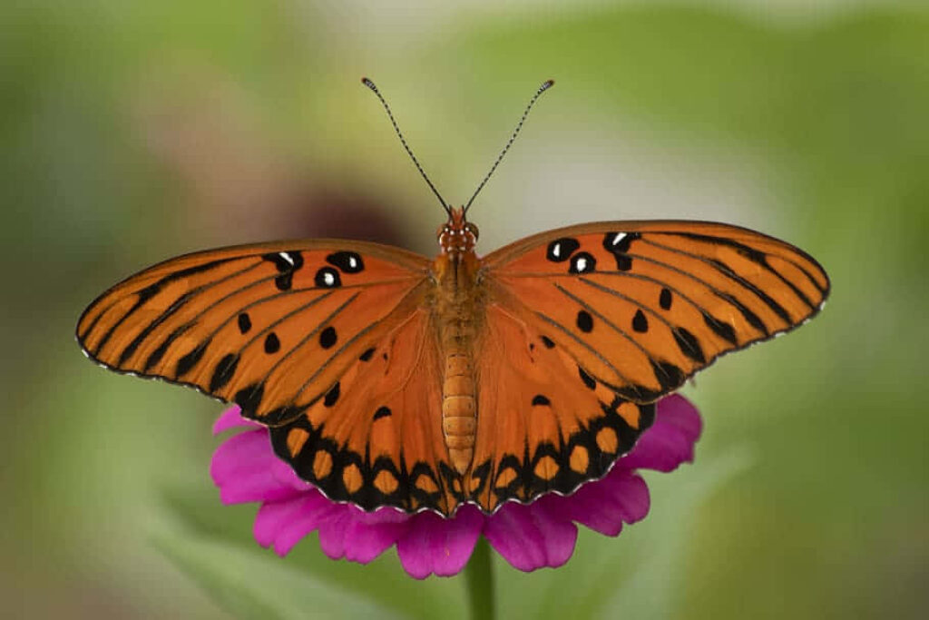 Vibrant Fritillary Butterfly on Pink Flower - Nature Wallpaper