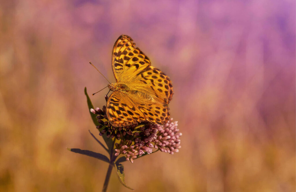 Vibrant Fritillary Butterfly on Purple Flower - Nature Wallpaper