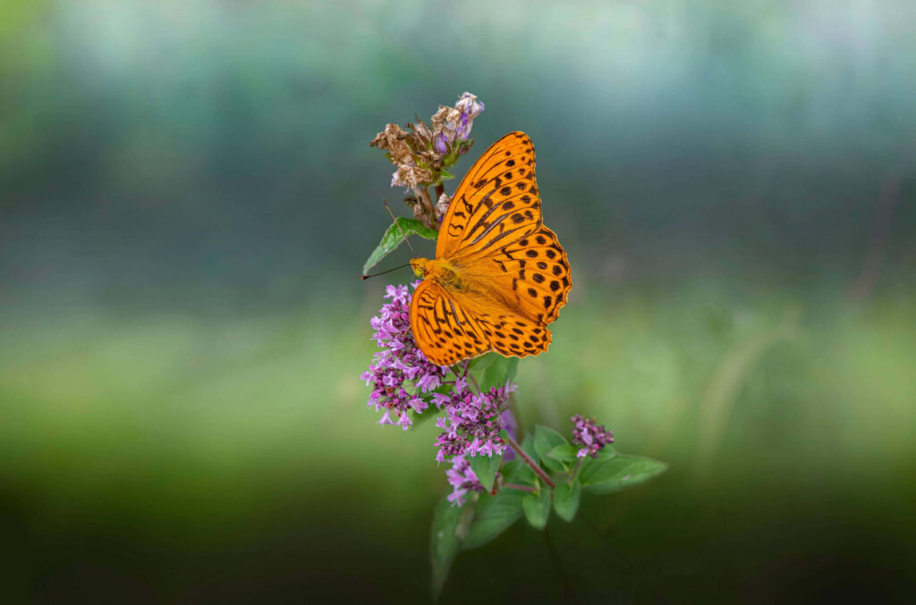 Vibrant Fritillary Butterfly on Purple Flowers - Nature Wallpaper