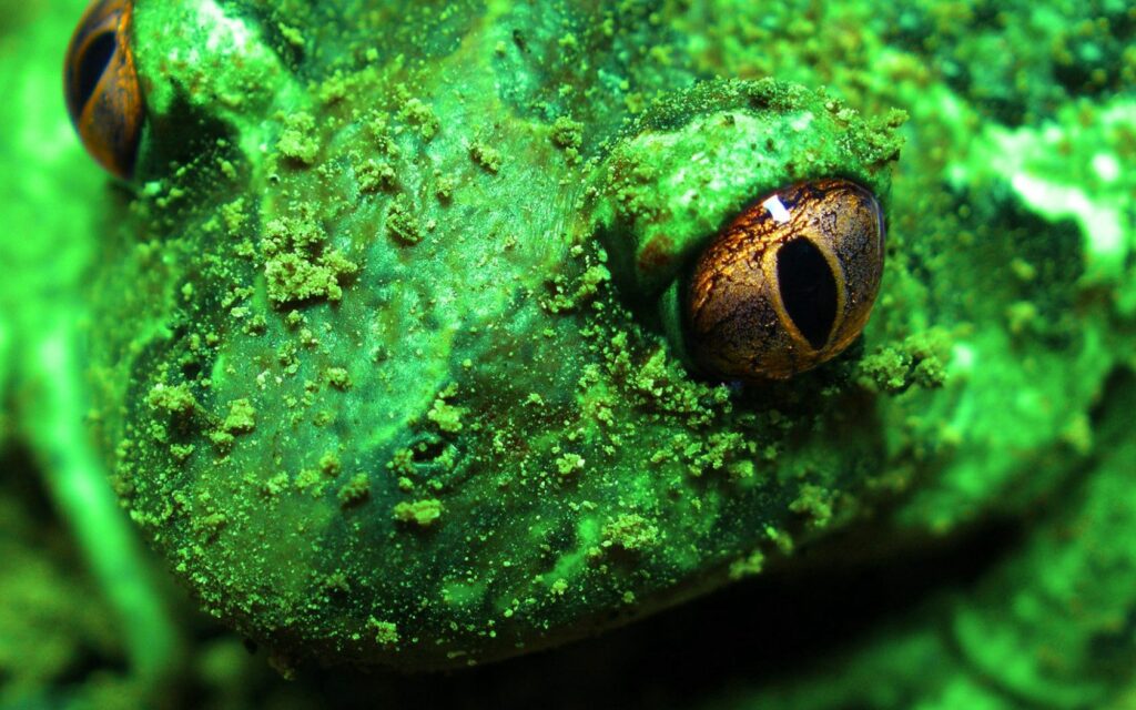 Macro Frog Wallpaper: Vibrant Eyes & Earthy Texture Close-Up