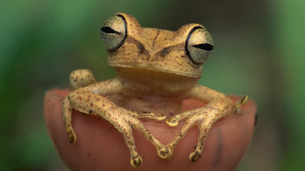 Vibrant Frog Close-Up Wallpaper: Striking Eyes & Textured Skin