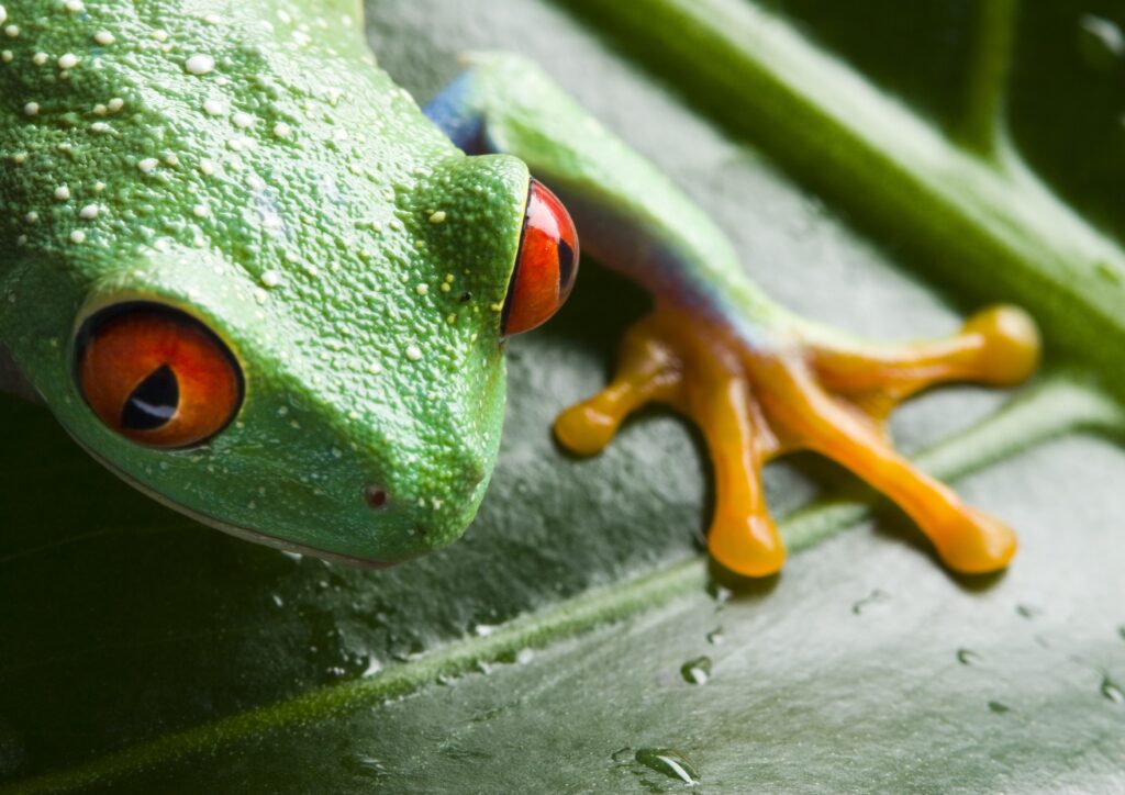Vibrant Frog Close-Up on Green Leaf: A Serene Nature Background Wallpaper