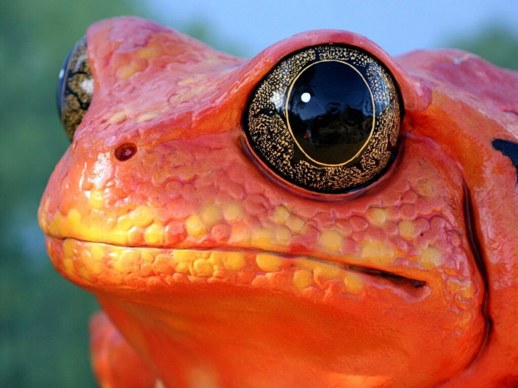 Stunning Frog Close-Up: Bright Orange-Yellow 1600x1200 Wallpaper